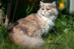 british longhair 013