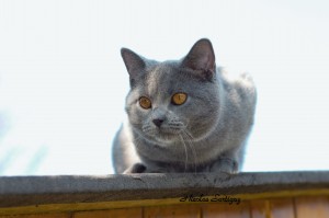 CHARTREUX 027