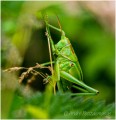 https://www.waibe.fr/sites/apetitdemange/medias/images/__HIDDEN__galerie_14/IMG_0052_3_tag_2_1920.jpg