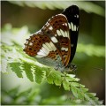 https://www.waibe.fr/sites/apetitdemange/medias/images/__HIDDEN__galerie_14/IMG_1955_2_lum4_sign_site_1920.jpg