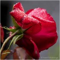 https://www.waibe.fr/sites/apetitdemange/medias/images/__HIDDEN__galerie_16/IMG_1434_2_sign.jpg