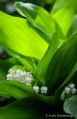 https://www.waibe.fr/sites/apetitdemange/medias/images/__HIDDEN__galerie_16/muguet2_IMG_1167_AP_sign.jpg