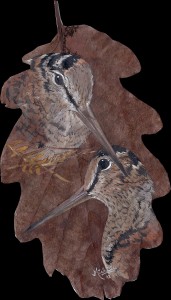 Becasses chene