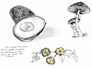 https://www.waibe.fr/sites/artsetcouleurs49/medias/images/__HIDDEN__galerie_11/Champignons.jpg