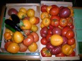 https://www.waibe.fr/sites/bouysse/medias/images/Fruits_Graines/23.08.14-3.jpg