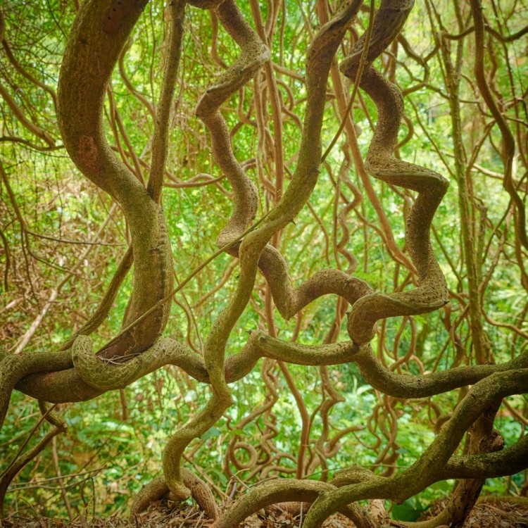 McBryde Garden 