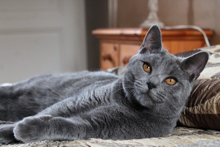 100597060 763134034090963 3649221260853903360 n