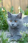 CHARTREUX 036