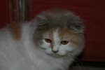 photo de chats par yoshi 002