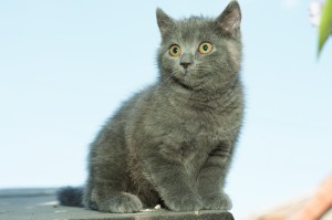 CHARTREUX C041