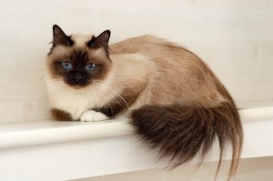 birman 009