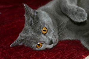 photo de chats par yoshi 032