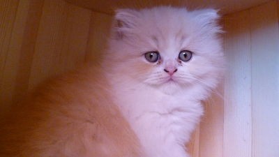 reduc femelle red silver tabby et blanche