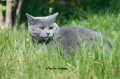 https://www.waibe.fr/sites/delphine59h/medias/images/Falco_of_king_/CHARTREUX_002.jpg