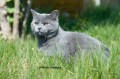 https://www.waibe.fr/sites/delphine59h/medias/images/Falco_of_king_/CHARTREUX_003.jpg