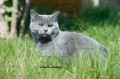 https://www.waibe.fr/sites/delphine59h/medias/images/Falco_of_king_/CHARTREUX_004.jpg