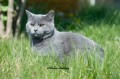 https://www.waibe.fr/sites/delphine59h/medias/images/Falco_of_king_/CHARTREUX_006.jpg