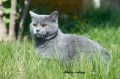 https://www.waibe.fr/sites/delphine59h/medias/images/Falco_of_king_/CHARTREUX_007.jpg