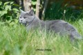 https://www.waibe.fr/sites/delphine59h/medias/images/Falco_of_king_/CHARTREUX_008.jpg