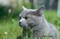 https://www.waibe.fr/sites/delphine59h/medias/images/Falco_of_king_/CHARTREUX_009.jpg