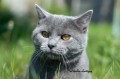 https://www.waibe.fr/sites/delphine59h/medias/images/Falco_of_king_/CHARTREUX_010.jpg