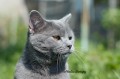 https://www.waibe.fr/sites/delphine59h/medias/images/Falco_of_king_/CHARTREUX_011.jpg