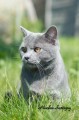 https://www.waibe.fr/sites/delphine59h/medias/images/Falco_of_king_/CHARTREUX_012.jpg