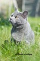 https://www.waibe.fr/sites/delphine59h/medias/images/Falco_of_king_/CHARTREUX_014.jpg