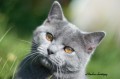 https://www.waibe.fr/sites/delphine59h/medias/images/Falco_of_king_/CHARTREUX_017.jpg