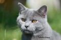 https://www.waibe.fr/sites/delphine59h/medias/images/Falco_of_king_/CHARTREUX_018.jpg
