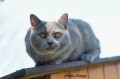 https://www.waibe.fr/sites/delphine59h/medias/images/Falco_of_king_/CHARTREUX_026.jpg