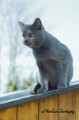 https://www.waibe.fr/sites/delphine59h/medias/images/Falco_of_king_/CHARTREUX_029.jpg