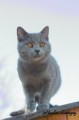 https://www.waibe.fr/sites/delphine59h/medias/images/Falco_of_king_/CHARTREUX_030.jpg