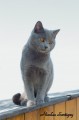 https://www.waibe.fr/sites/delphine59h/medias/images/Falco_of_king_/CHARTREUX_031.jpg