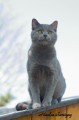 https://www.waibe.fr/sites/delphine59h/medias/images/Falco_of_king_/CHARTREUX_032.jpg