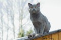 https://www.waibe.fr/sites/delphine59h/medias/images/Falco_of_king_/CHARTREUX_033.jpg