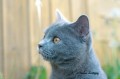 https://www.waibe.fr/sites/delphine59h/medias/images/Falco_of_king_/CHARTREUX_034.jpg