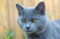 https://www.waibe.fr/sites/delphine59h/medias/images/Falco_of_king_/CHARTREUX_035.jpg