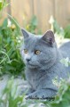 https://www.waibe.fr/sites/delphine59h/medias/images/Falco_of_king_/CHARTREUX_037.jpg