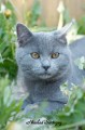https://www.waibe.fr/sites/delphine59h/medias/images/Falco_of_king_/CHARTREUX_038.jpg