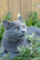 https://www.waibe.fr/sites/delphine59h/medias/images/Falco_of_king_/CHARTREUX_039.jpg