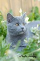 https://www.waibe.fr/sites/delphine59h/medias/images/Falco_of_king_/CHARTREUX_041.jpg