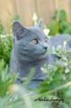 https://www.waibe.fr/sites/delphine59h/medias/images/Falco_of_king_/CHARTREUX_042.jpg