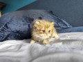 https://www.waibe.fr/sites/delphine59h/medias/images/__HIDDEN__galerie_13/IMG_20260908_141546.jpg