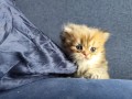 https://www.waibe.fr/sites/delphine59h/medias/images/__HIDDEN__galerie_13/IMG_20260908_141601.jpg
