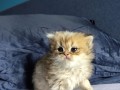 https://www.waibe.fr/sites/delphine59h/medias/images/__HIDDEN__galerie_13/IMG_20260908_141702.jpg