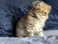 https://www.waibe.fr/sites/delphine59h/medias/images/__HIDDEN__galerie_13/IMG_20260908_141705.jpg