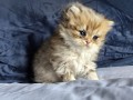 https://www.waibe.fr/sites/delphine59h/medias/images/__HIDDEN__galerie_13/IMG_20260908_141708.jpg