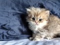 https://www.waibe.fr/sites/delphine59h/medias/images/__HIDDEN__galerie_13/IMG_20260908_141802.jpg