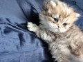https://www.waibe.fr/sites/delphine59h/medias/images/__HIDDEN__galerie_13/IMG_20260908_141809.jpg